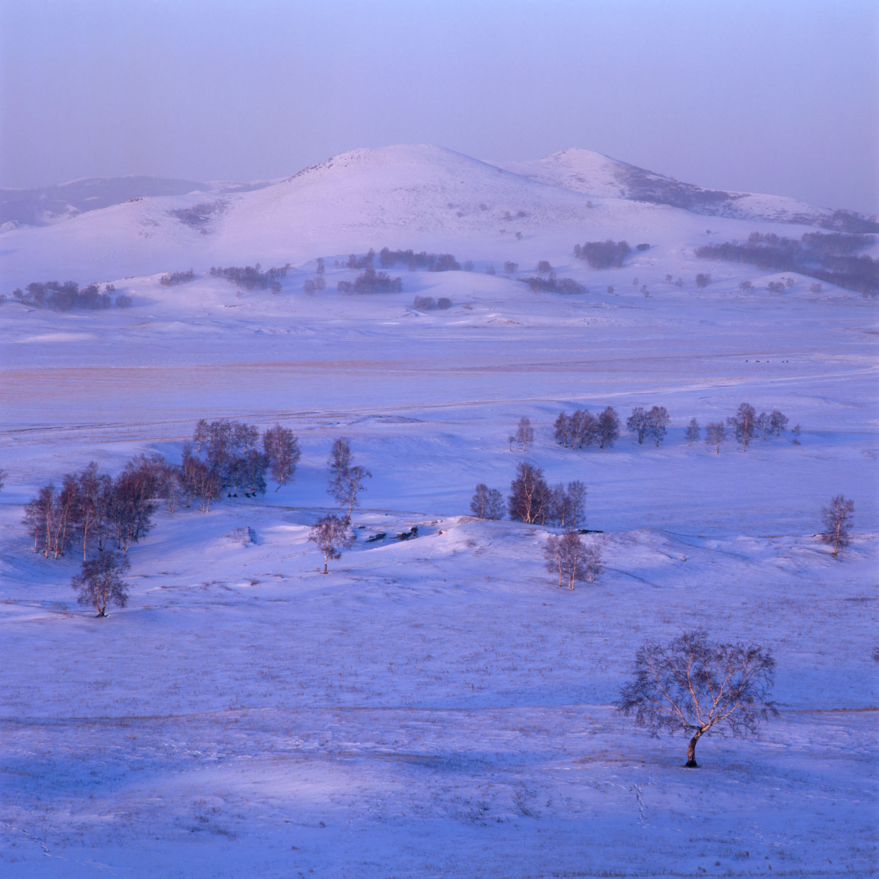 Autumn @ Bashang Grassland