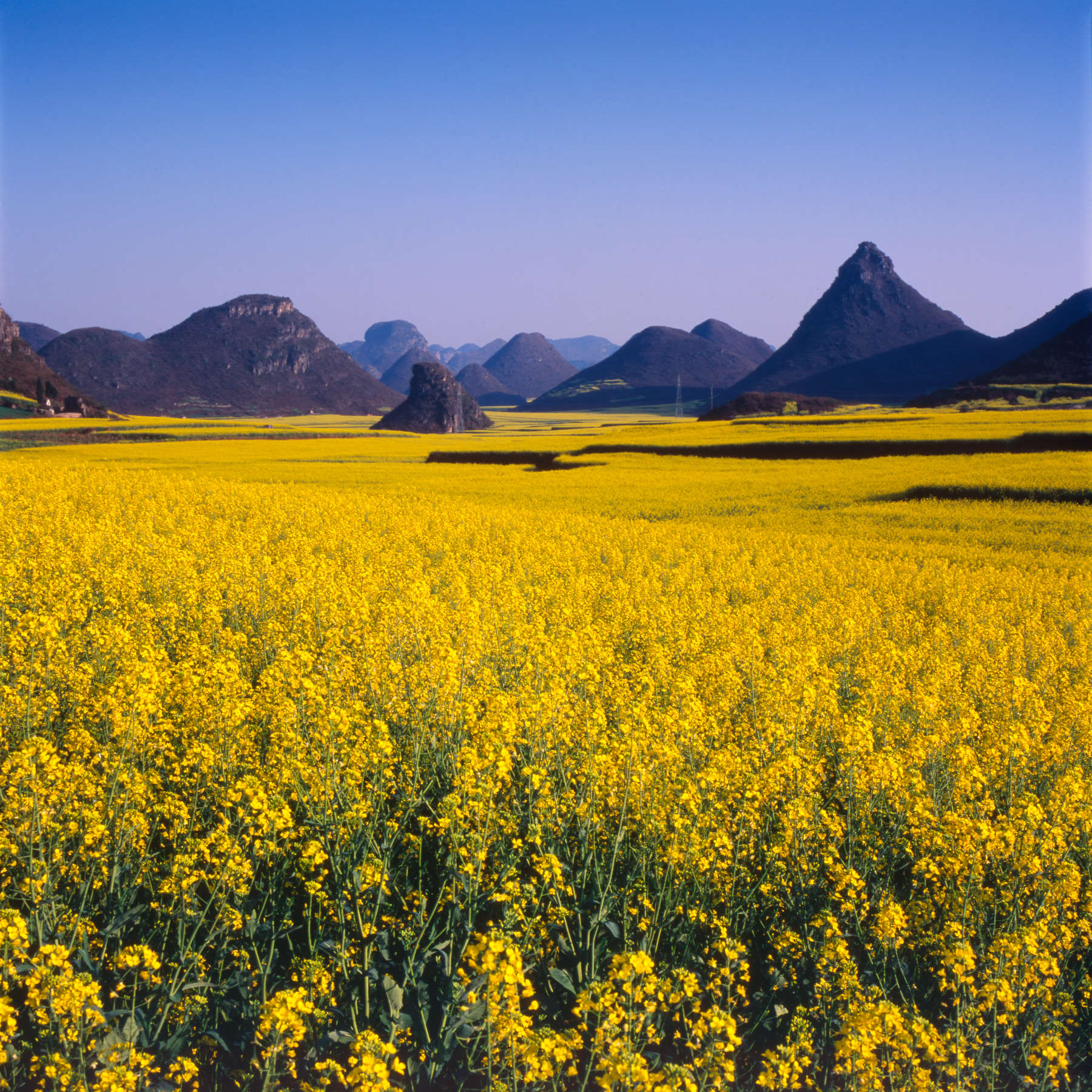 Luoping County, Yunnan Province, China